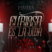 Pantera De Culiacan Sinaloa - Curiosa Es La Vida