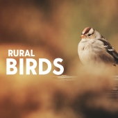 Nature Sound Collection - Rural Birds