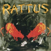 Rattus - Rattus