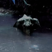 Pad - Elephant