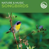 Brian Hardin - Nature & Music: Songbirds